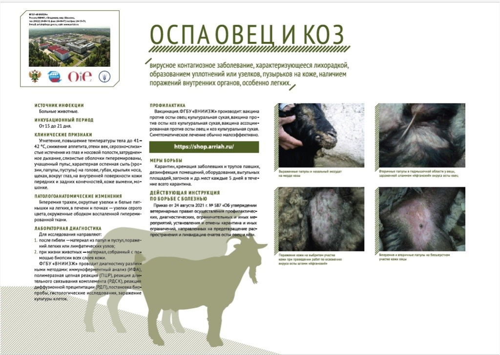 оспа овец.jpg оспа овец.jpg