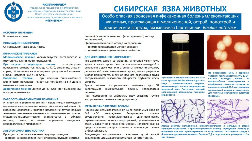 сибя.jpg